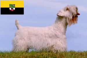 Read more about the article Sealyham terrier tenyésztők és kölykök Szász-Anhaltban