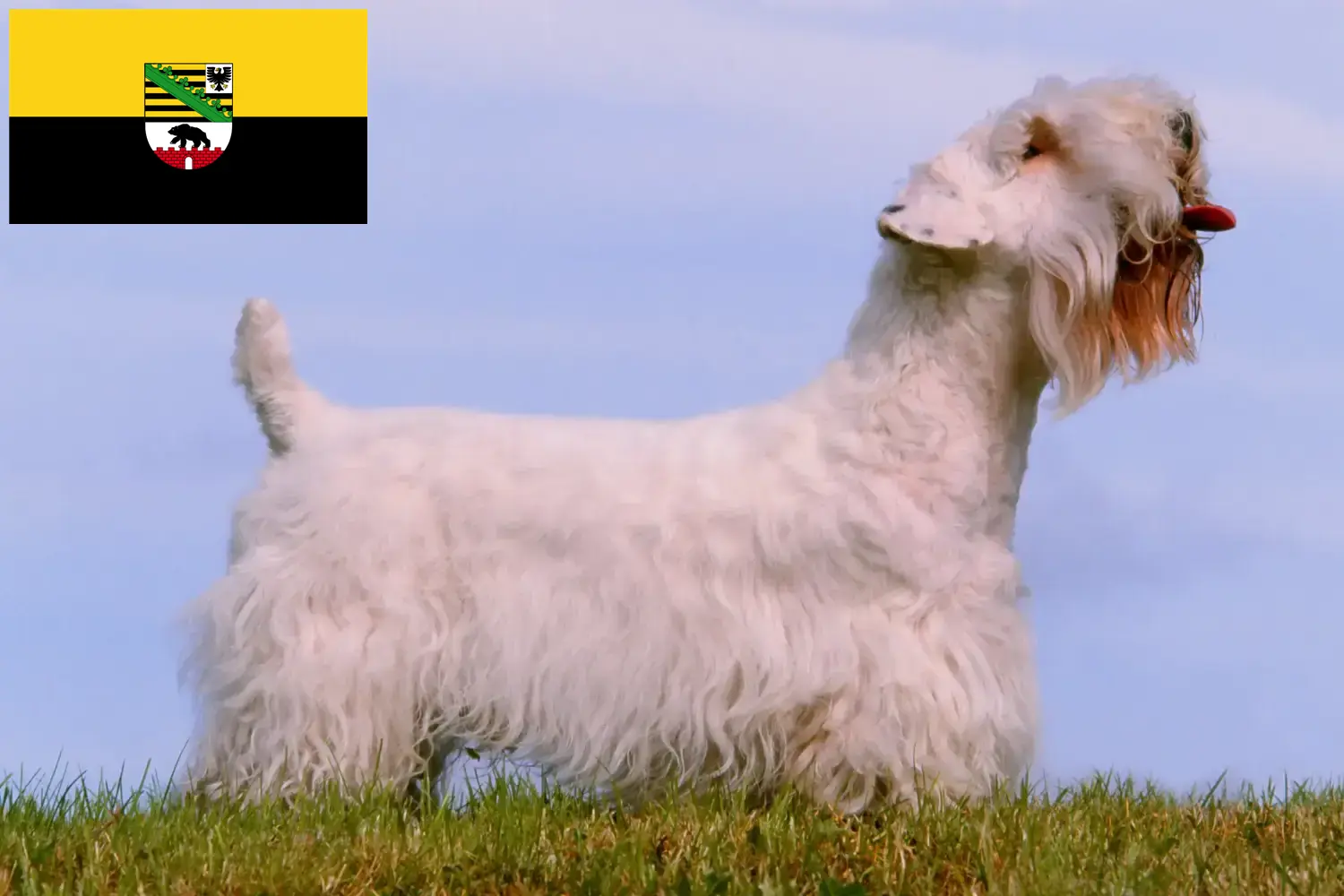 Read more about the article Sealyham terrier tenyésztők és kölykök Szász-Anhaltban