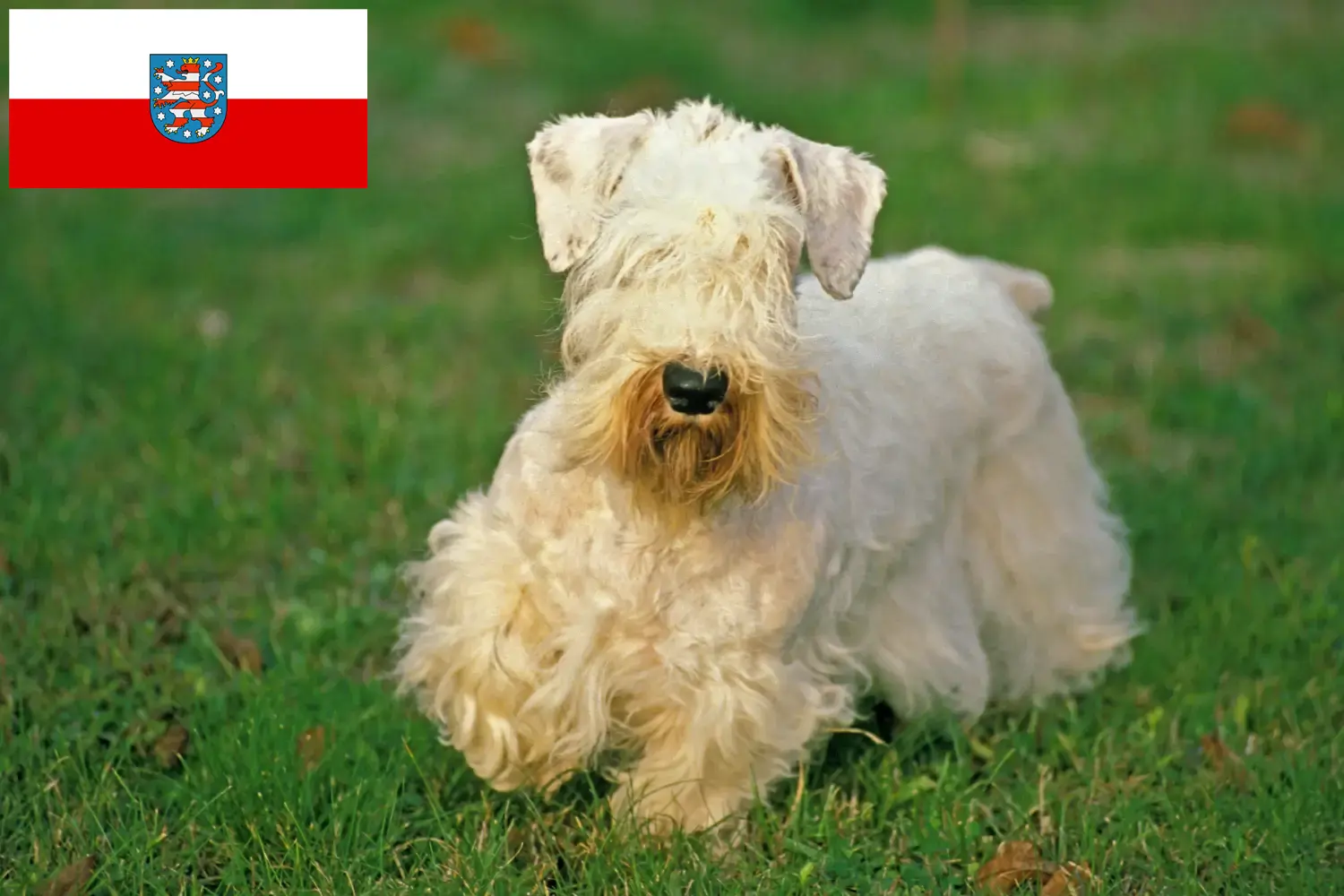 Read more about the article Sealyham terrier tenyésztők és kölykök Türingiában