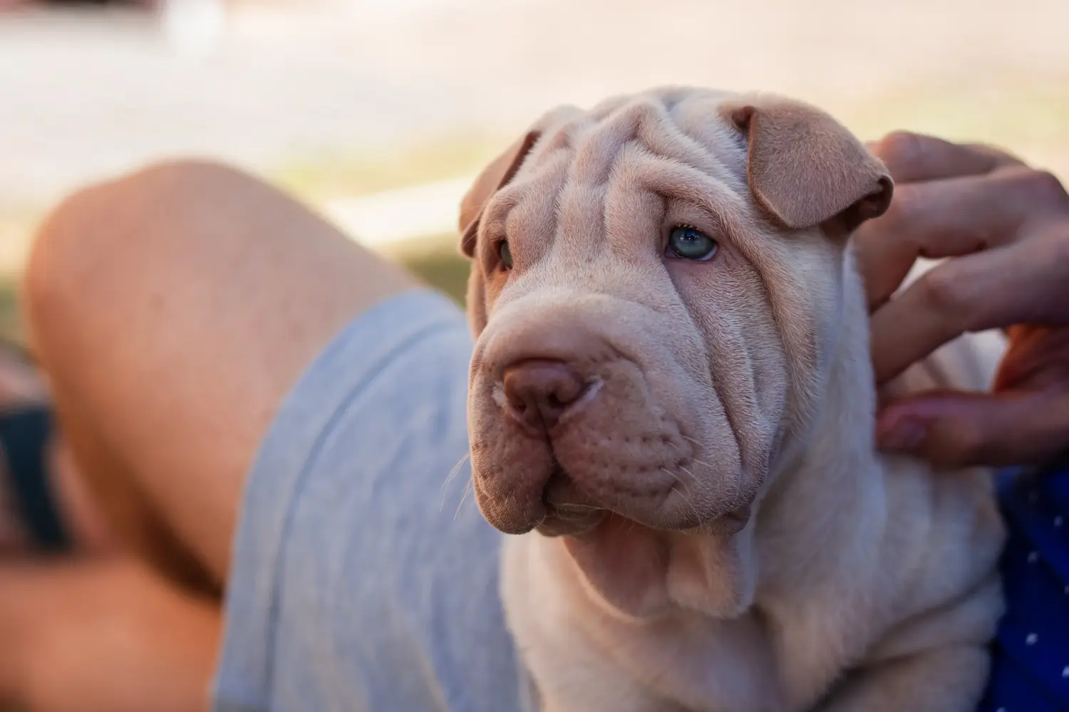 Egy shar-pei kiskutya megvásárlása felelősségvállalást jelent! Shar-Pei kiskutyák vásárlása.