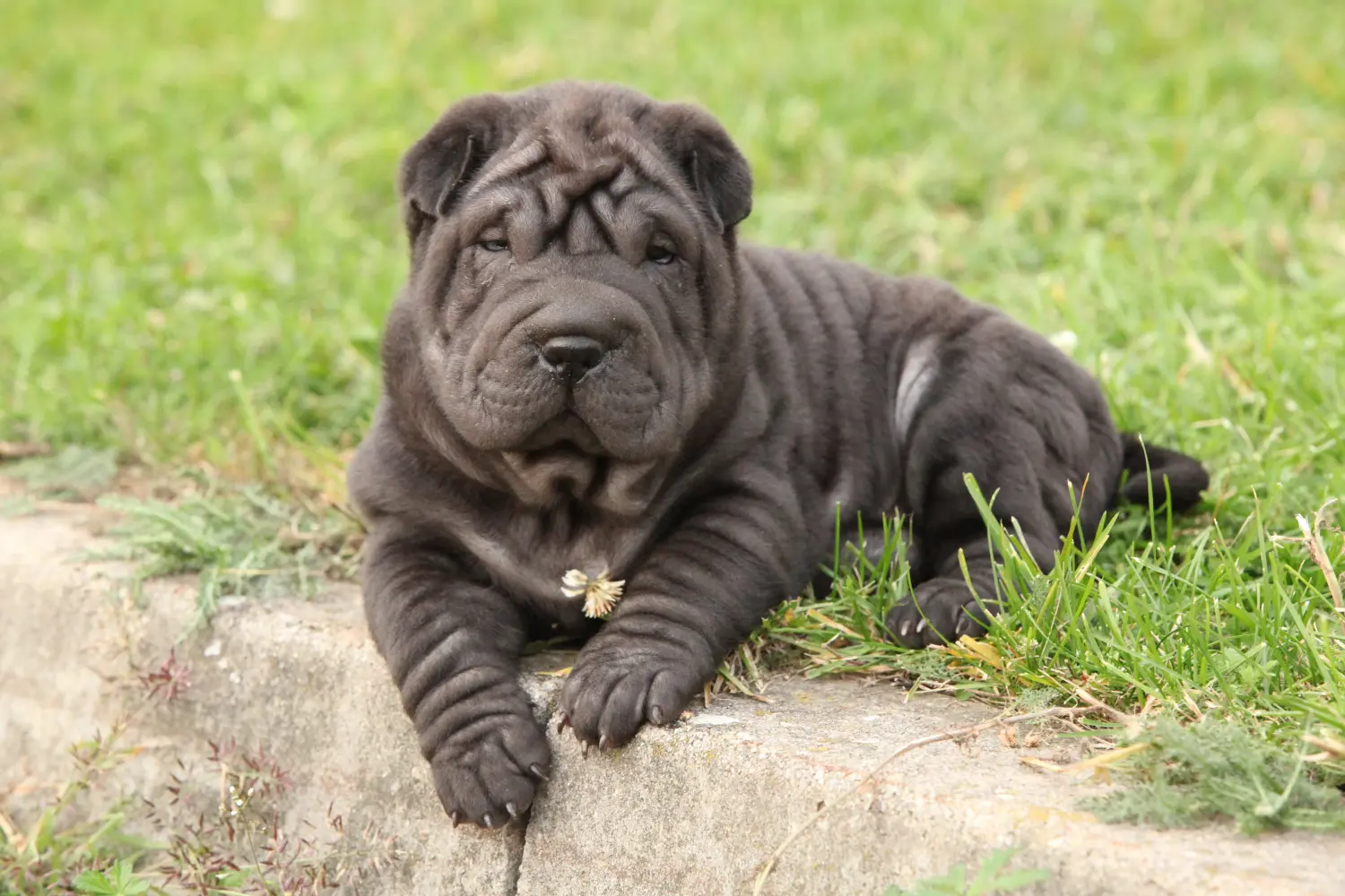 Egy shar-pei kiskutya megvásárlása felelősségvállalást jelent! Shar-Pei kiskutyák vásárlása.