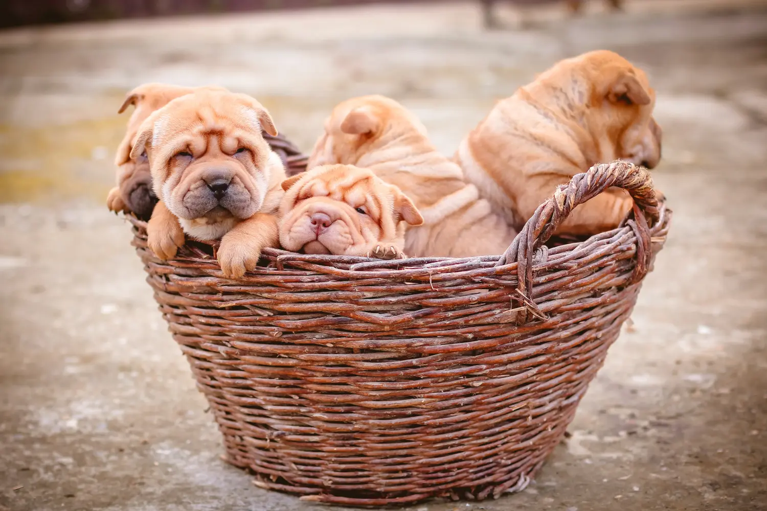 Egy shar-pei kiskutya megvásárlása felelősségvállalást jelent! Shar-Pei kiskutyák vásárlása.