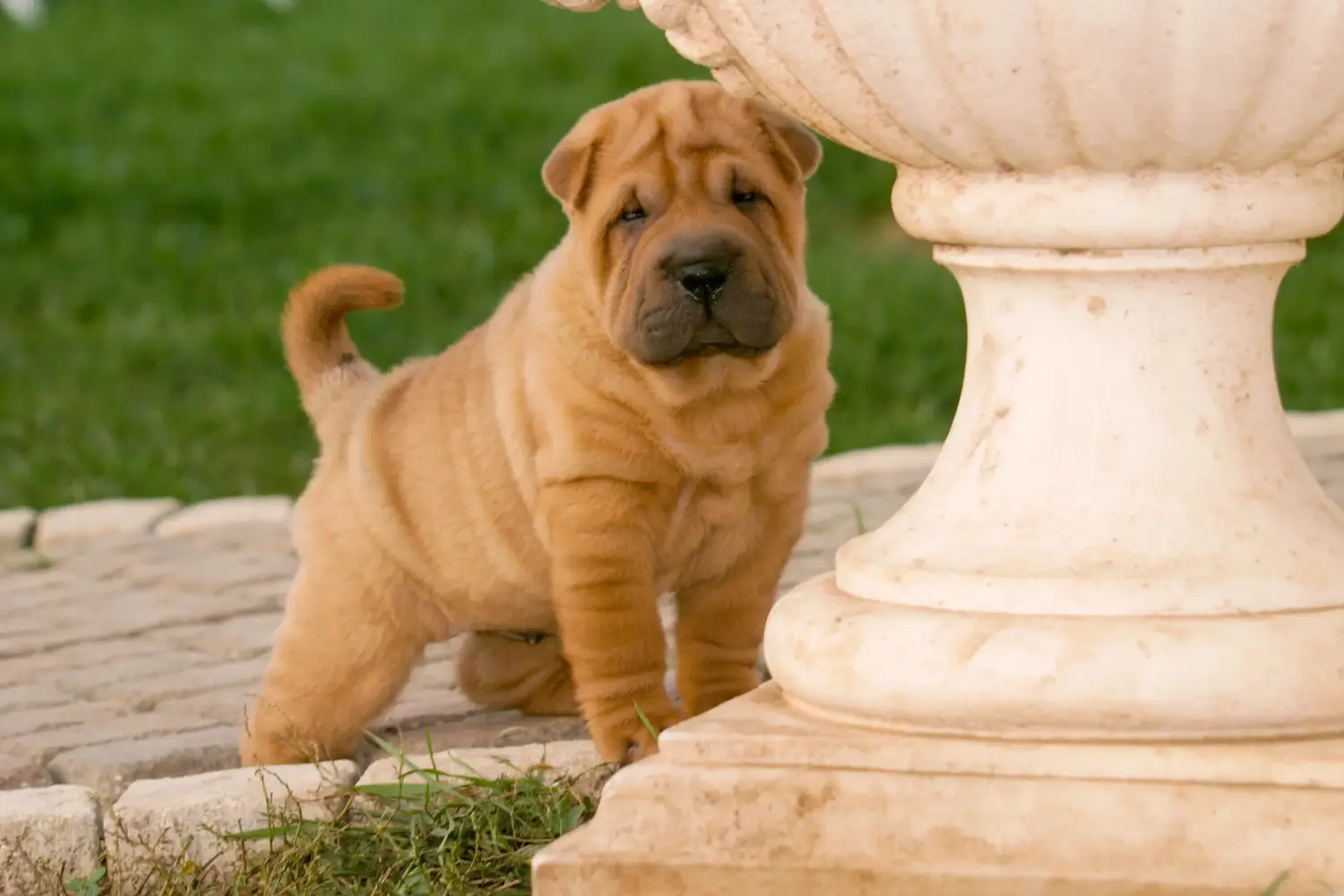 Egy shar-pei kiskutya megvásárlása felelősségvállalást jelent! Shar-Pei kiskutyák vásárlása.
