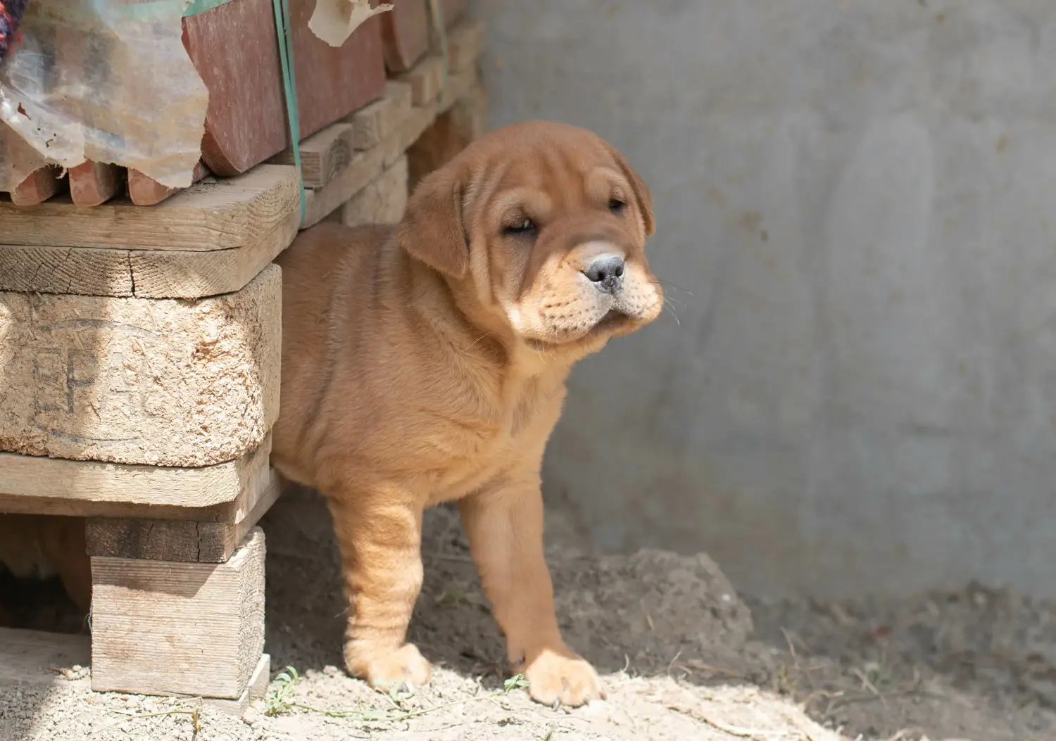 Egy shar-pei kiskutya megvásárlása felelősségvállalást jelent! Shar-Pei kiskutyák vásárlása.
