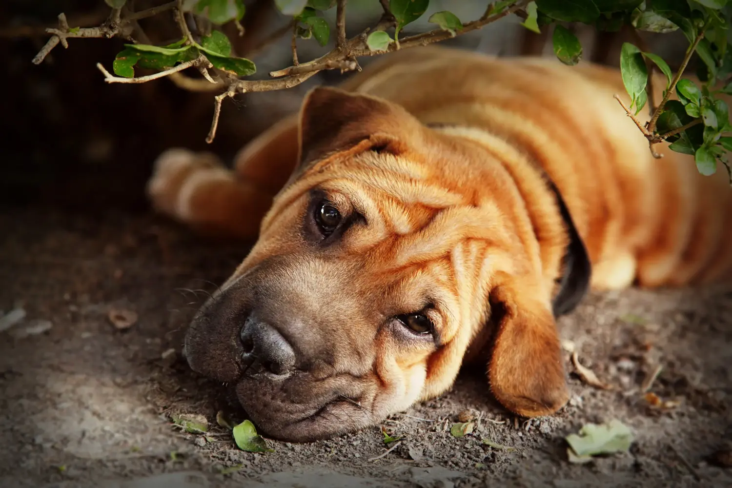 Egy shar-pei kiskutya megvásárlása felelősségvállalást jelent! Shar-Pei kiskutyák vásárlása.