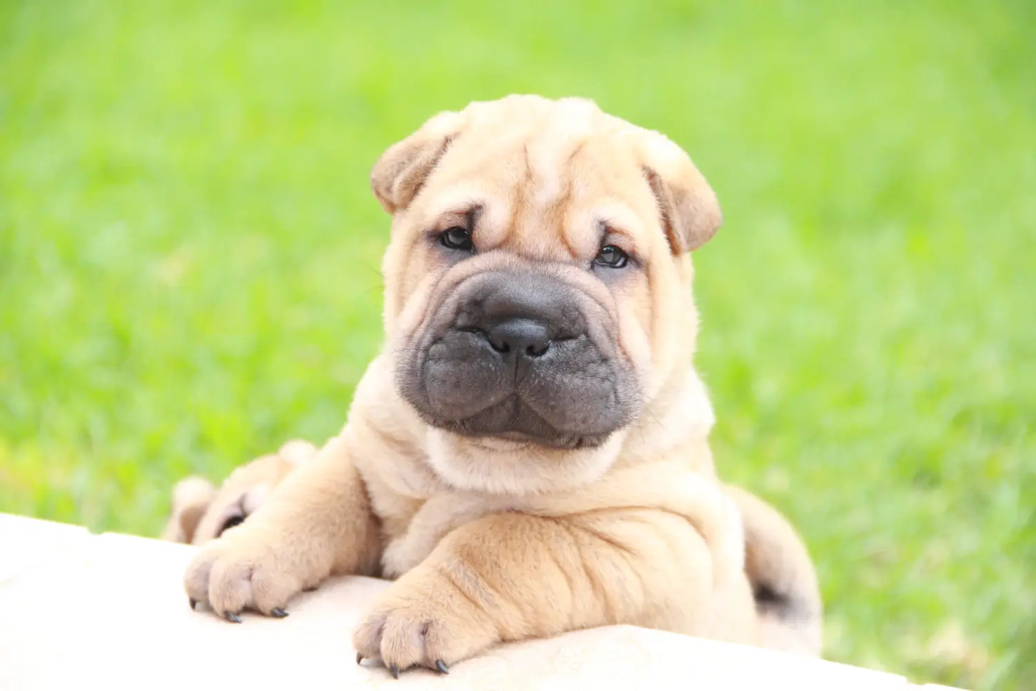 Egy shar-pei kiskutya megvásárlása felelősségvállalást jelent! Shar-Pei kiskutyák vásárlása.