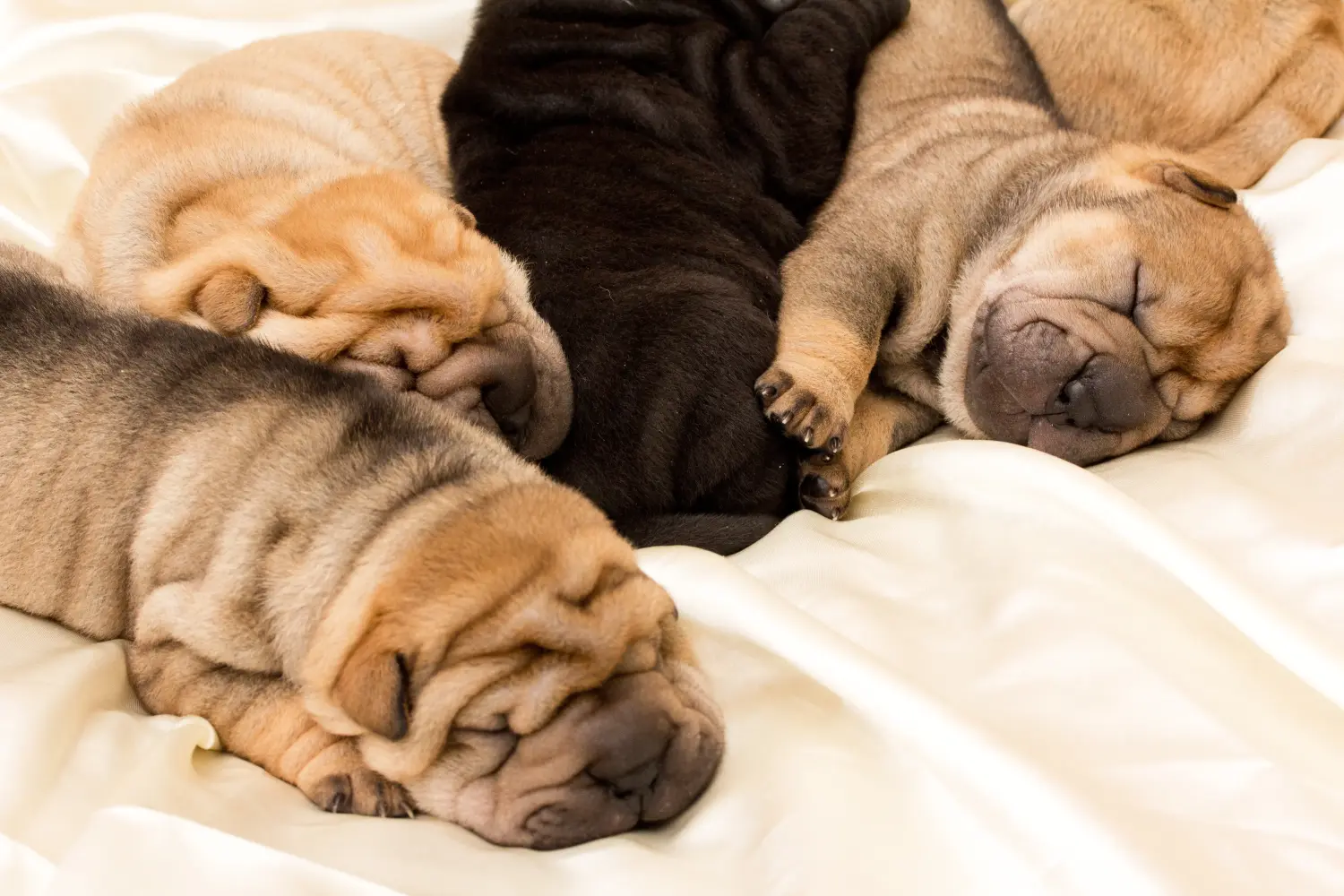 Egy shar-pei kiskutya megvásárlása felelősségvállalást jelent! Shar-Pei kiskutyák vásárlása.