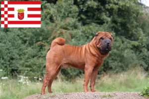 Read more about the article Shar-Pei tenyésztők és kölyökkutyák Brémában