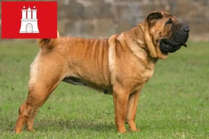 Read more about the article Shar-Pei tenyésztők és kölykök Hamburgban