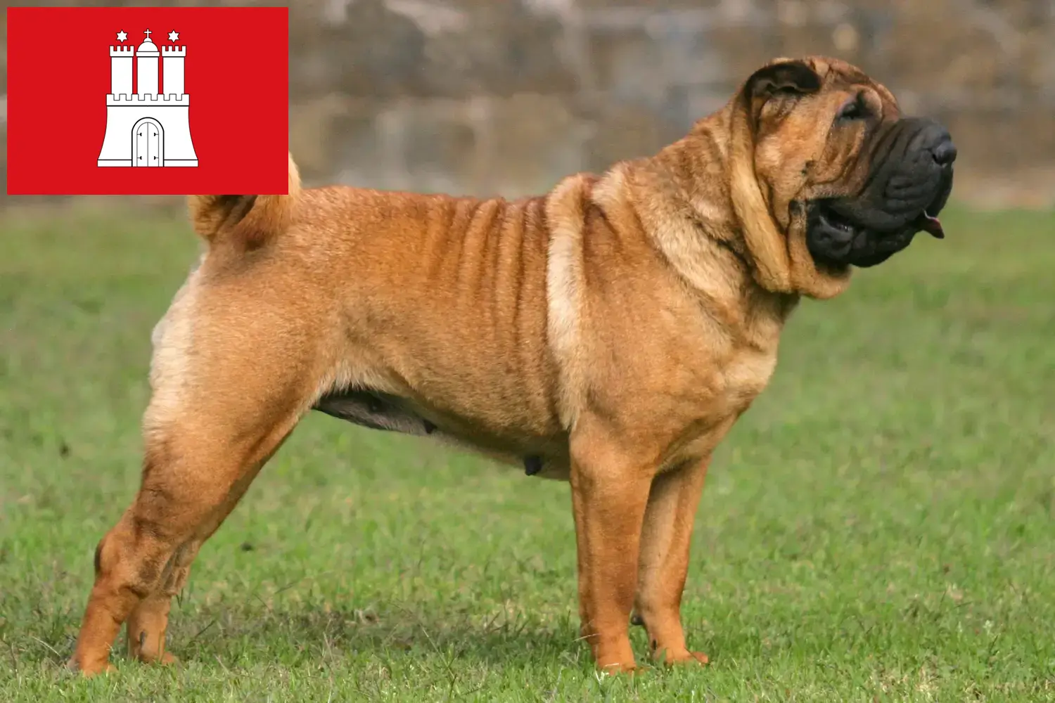 Read more about the article Shar-Pei tenyésztők és kölykök Hamburgban