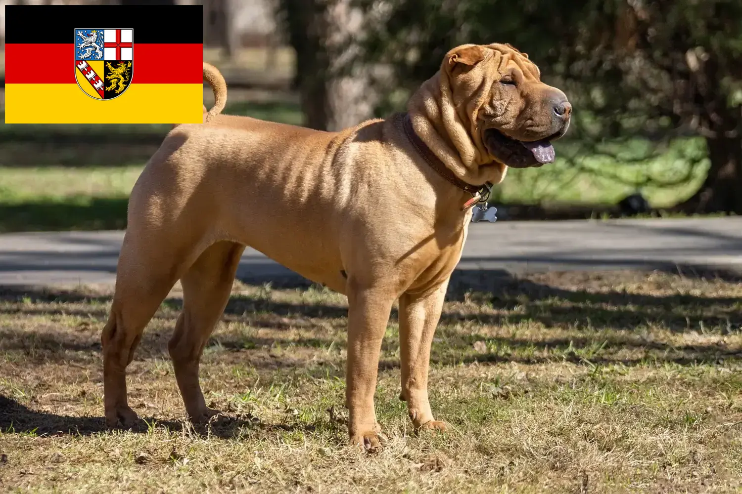 Read more about the article Shar-Pei tenyésztők és kölykök Saar-vidéken