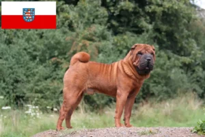 Read more about the article Shar Pei tenyésztők és kölyökkutyák Türingiában