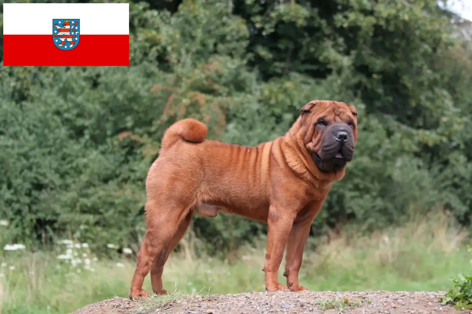 Shar-Pei kiskutyák és tenyésztők Thüringia Itt találhat Shar-Pei tenyésztőket Türingiában.