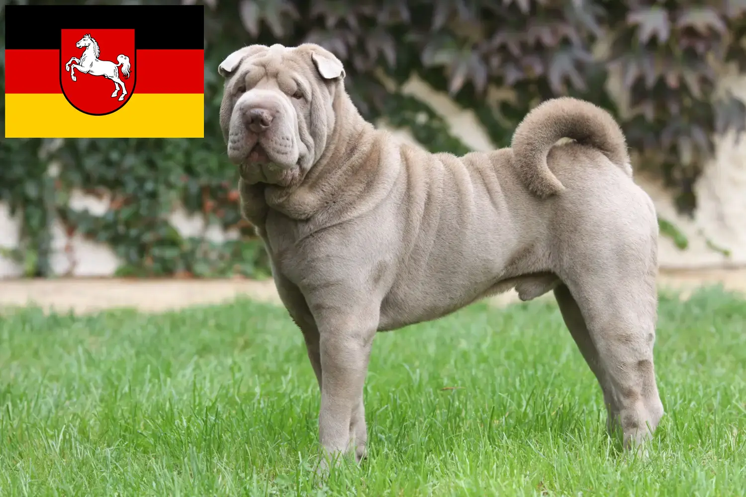 Shar-Pei kiskutyák és tenyésztők Alsó-Szászország Itt találhat Shar-Pei tenyésztőket Alsó-Szászországban.