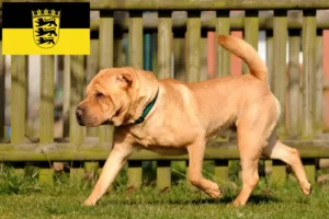 Read more about the article Shar-Pei tenyésztők és kölykök Baden-Württembergben