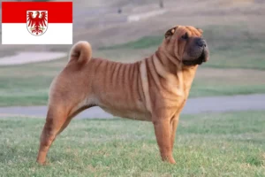 Read more about the article Shar-Pei tenyésztők és kölykök Brandenburgban
