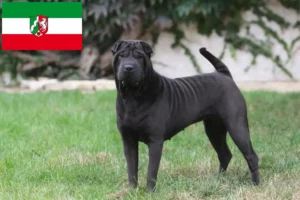 Read more about the article Shar-Pei tenyésztők és kölyökkutyák Észak-Rajna-Vesztfália tartományban