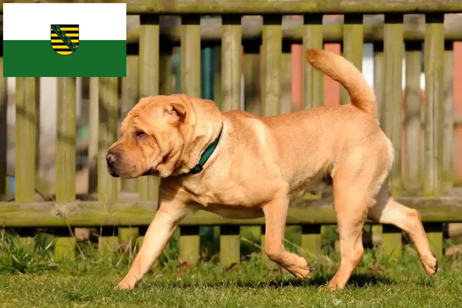 Read more about the article Shar-Pei tenyésztők és kölykök Szászországban