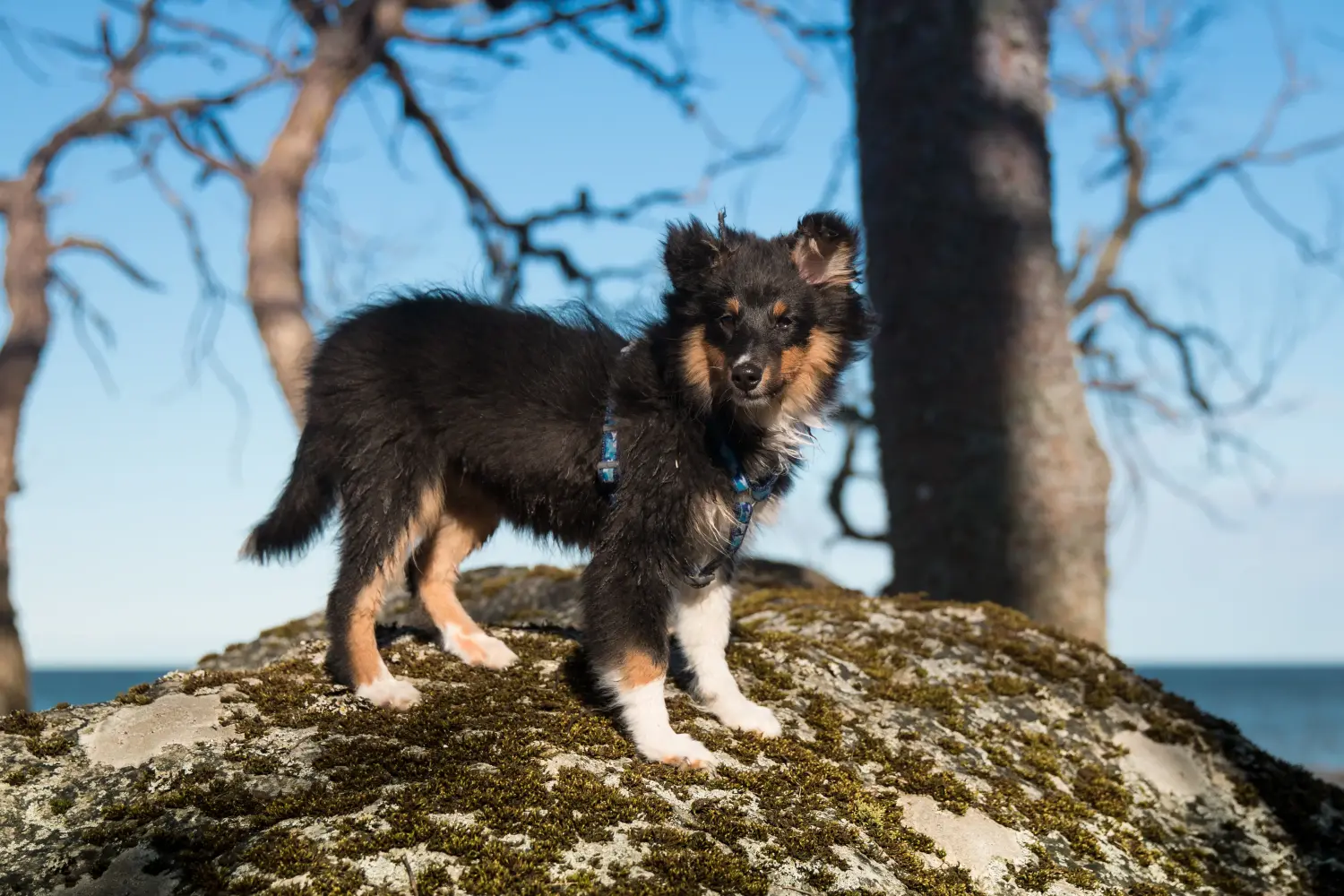 Egy sheltie kölyökkutya megvásárlása felelősségvállalást jelent! Sheltie kiskutyák vásárlása.