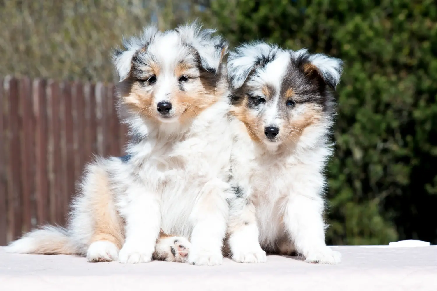 Egy sheltie kölyökkutya megvásárlása felelősségvállalást jelent! Sheltie kiskutyák vásárlása.