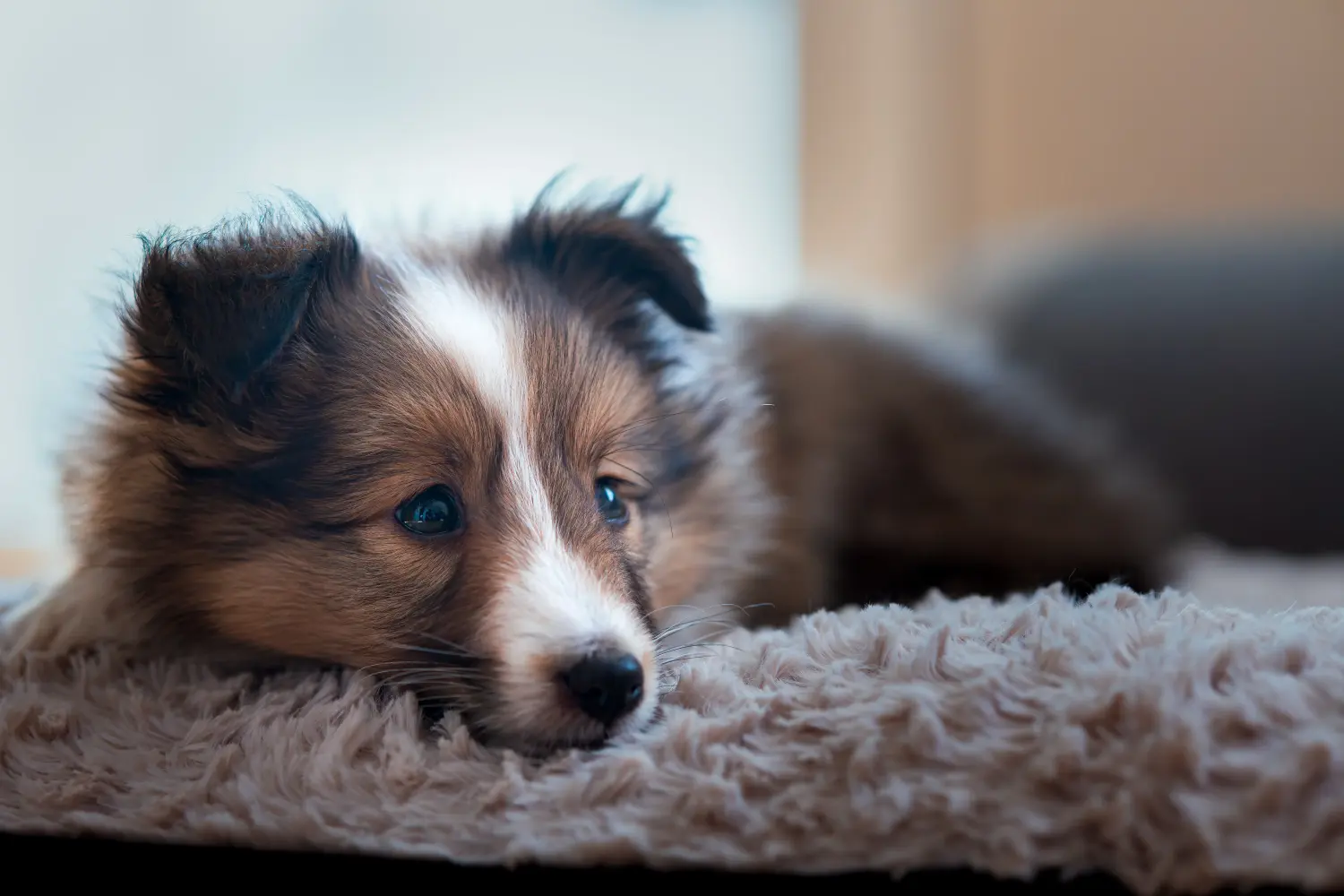 Egy sheltie kölyökkutya megvásárlása felelősségvállalást jelent! Sheltie kiskutyák vásárlása.