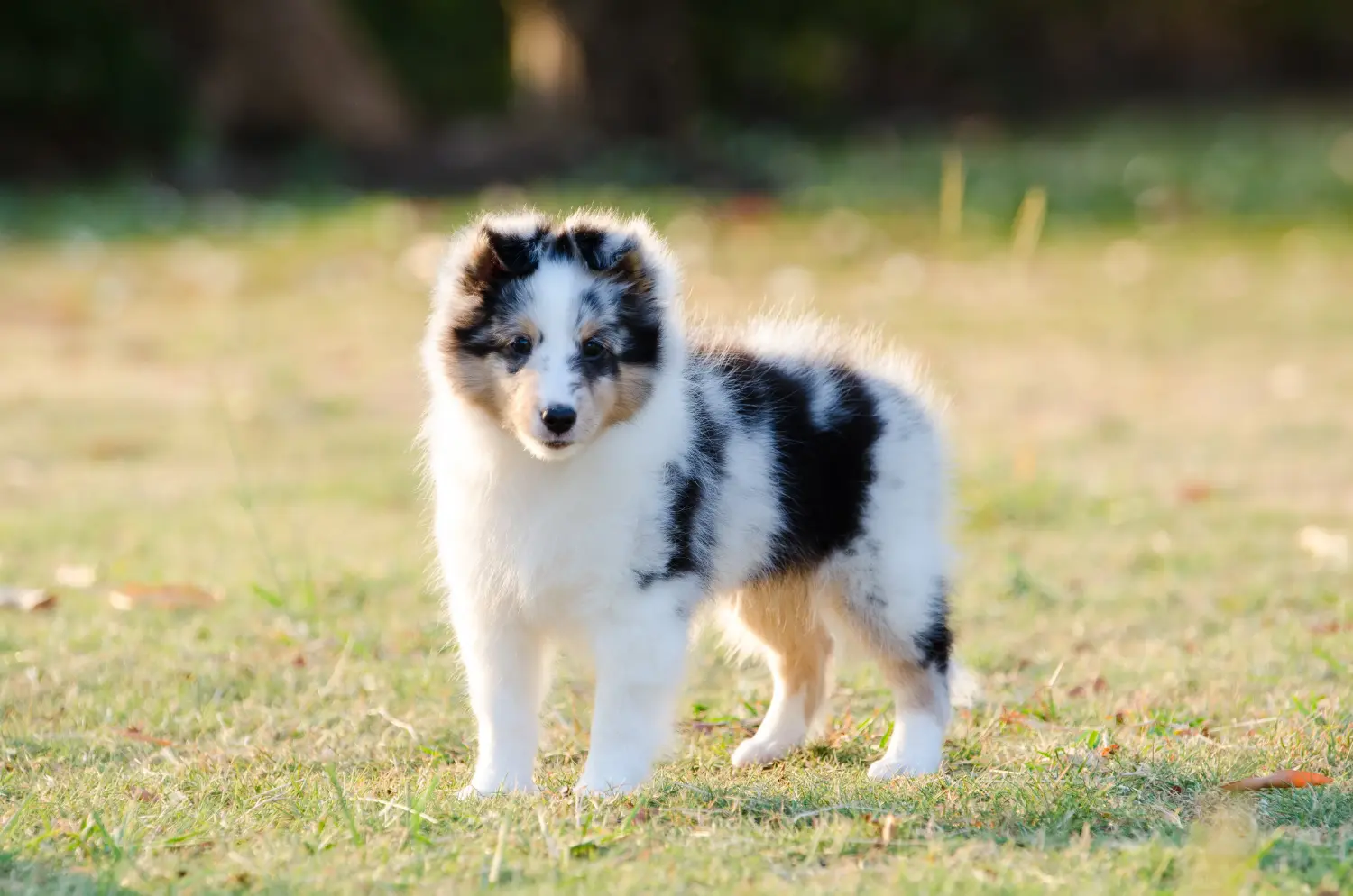 Egy sheltie kölyökkutya megvásárlása felelősségvállalást jelent! Sheltie kiskutyák vásárlása.