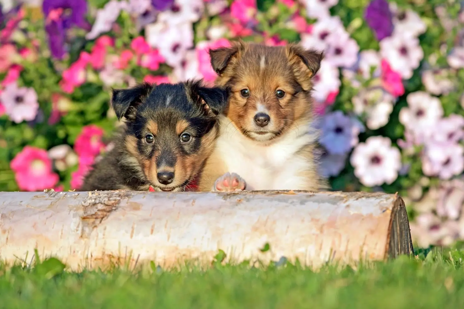 Egy sheltie kölyökkutya megvásárlása felelősségvállalást jelent! Sheltie kiskutyák vásárlása.
