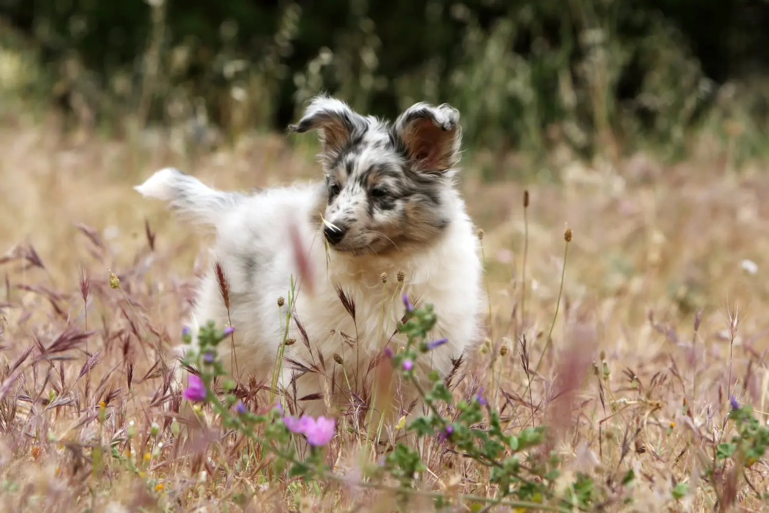 Egy sheltie kölyökkutya megvásárlása felelősségvállalást jelent! Sheltie kiskutyák vásárlása.