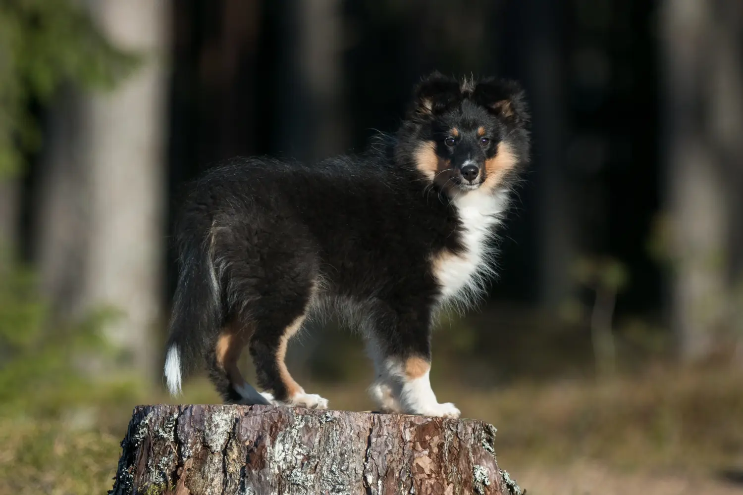 Egy sheltie kölyökkutya megvásárlása felelősségvállalást jelent! Sheltie kiskutyák vásárlása.