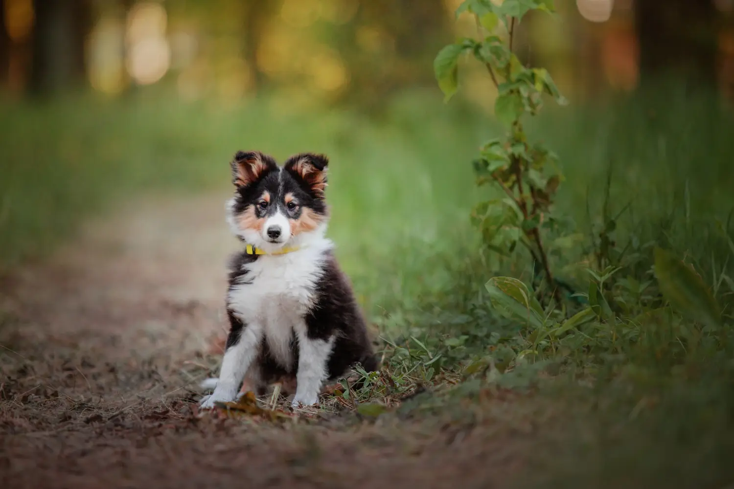 Egy sheltie kölyökkutya megvásárlása felelősségvállalást jelent! Sheltie kiskutyák vásárlása.