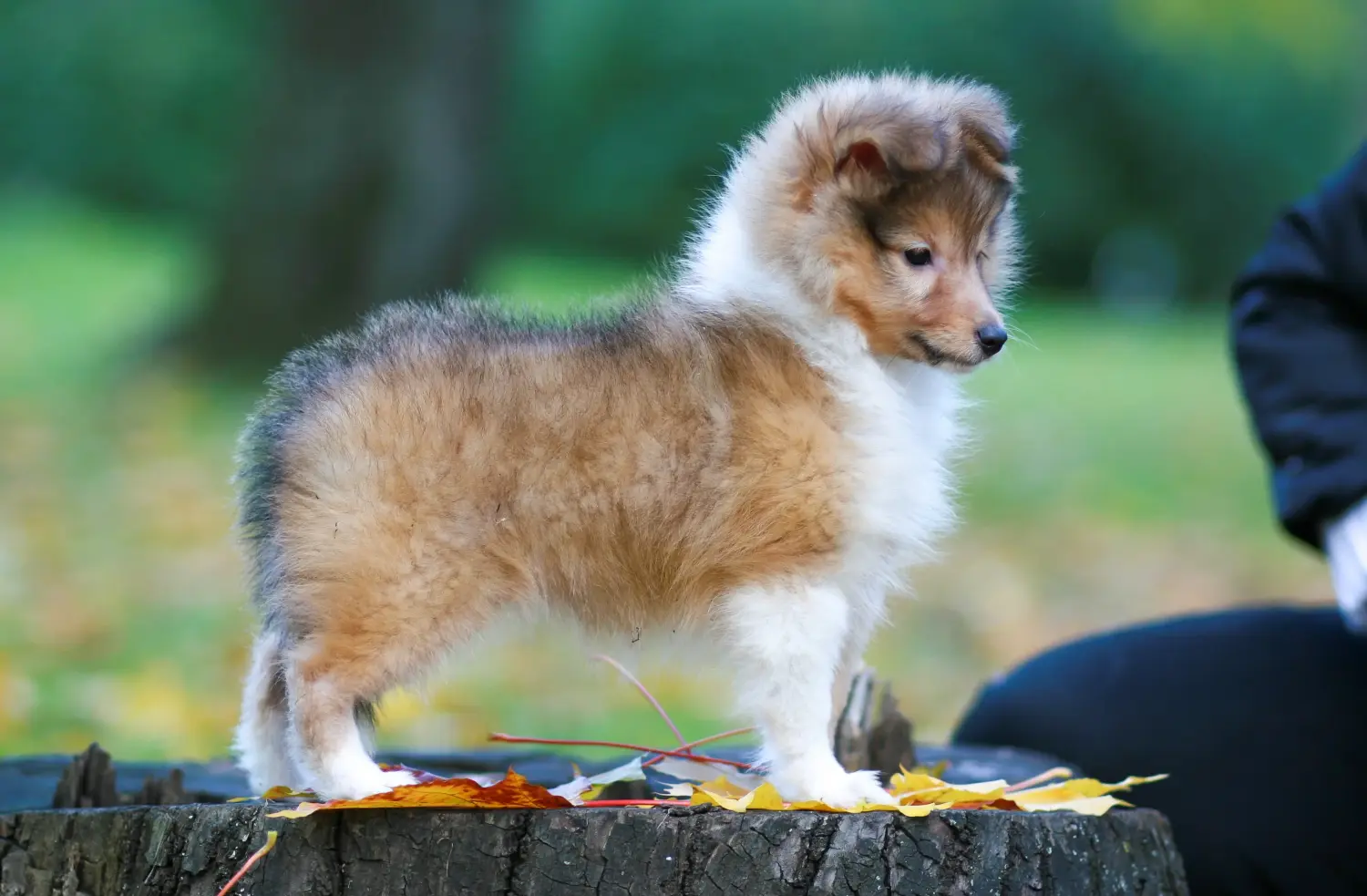 Egy sheltie kölyökkutya megvásárlása felelősségvállalást jelent! Sheltie kiskutyák vásárlása.
