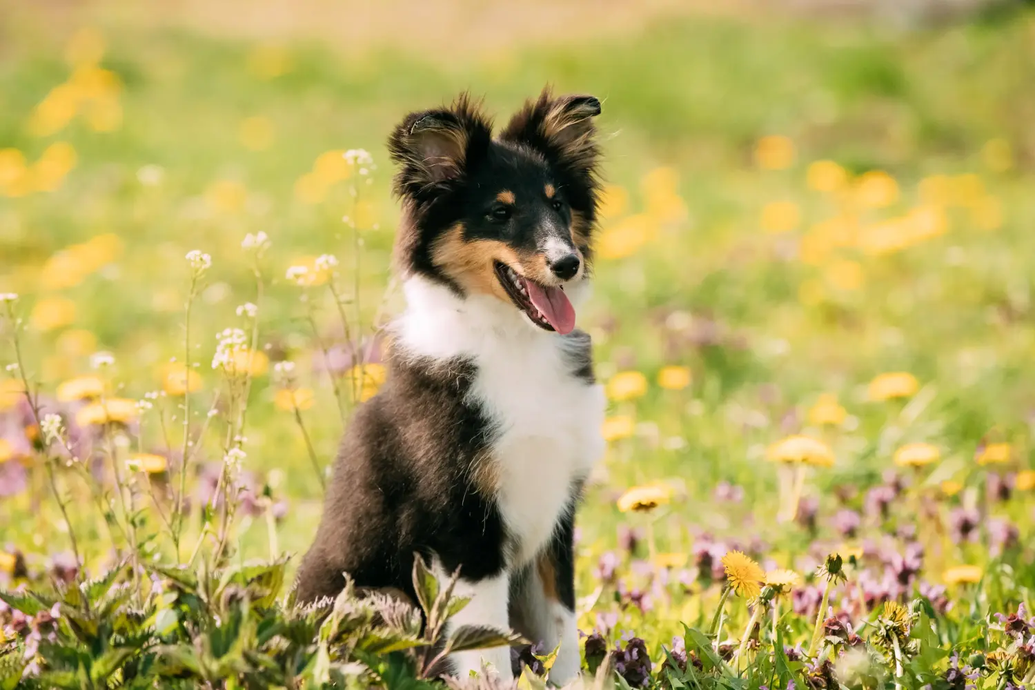 Egy sheltie kölyökkutya megvásárlása felelősségvállalást jelent! Sheltie kiskutyák vásárlása.