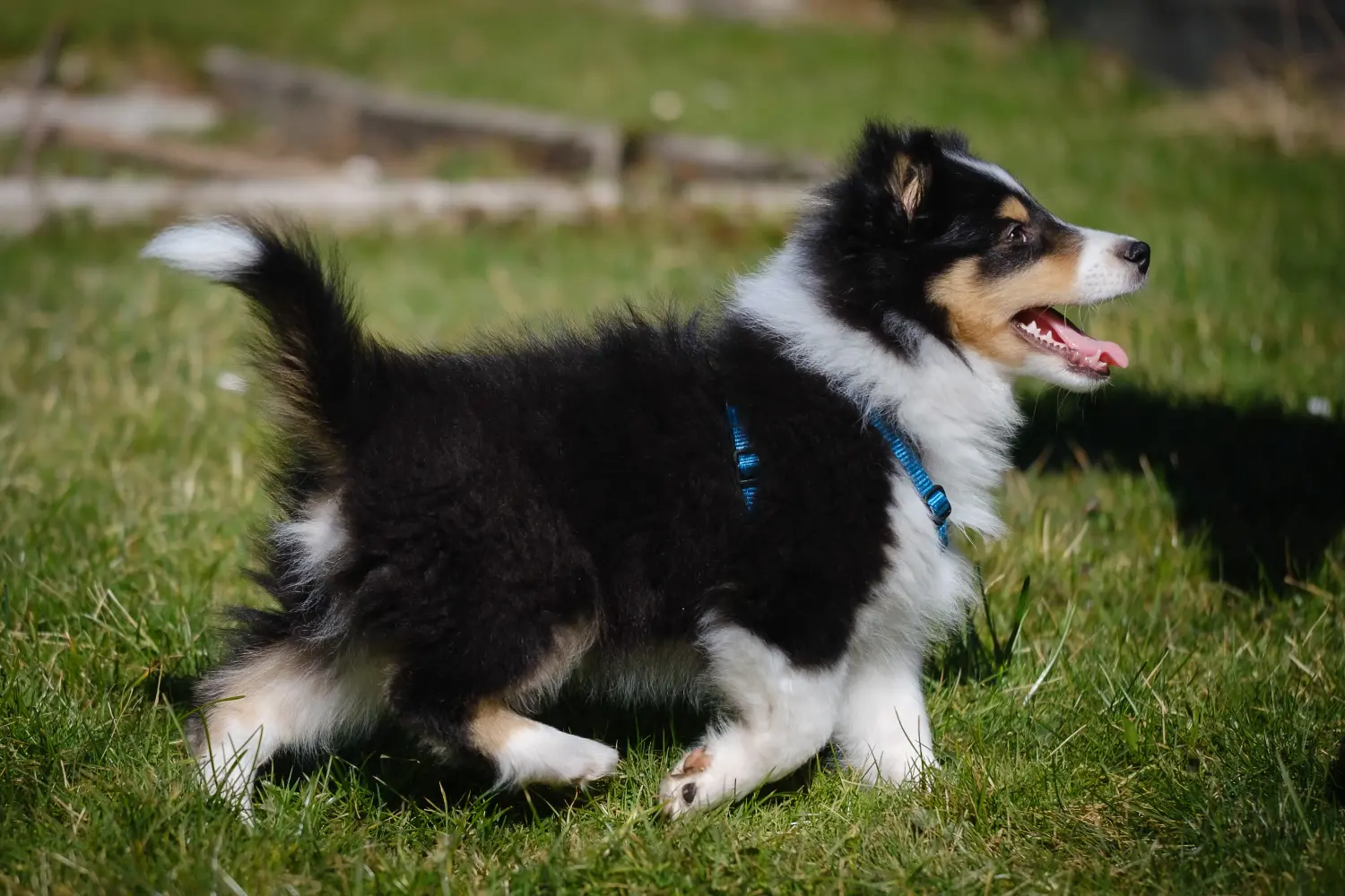 Egy sheltie kölyökkutya megvásárlása felelősségvállalást jelent! Sheltie kiskutyák vásárlása.