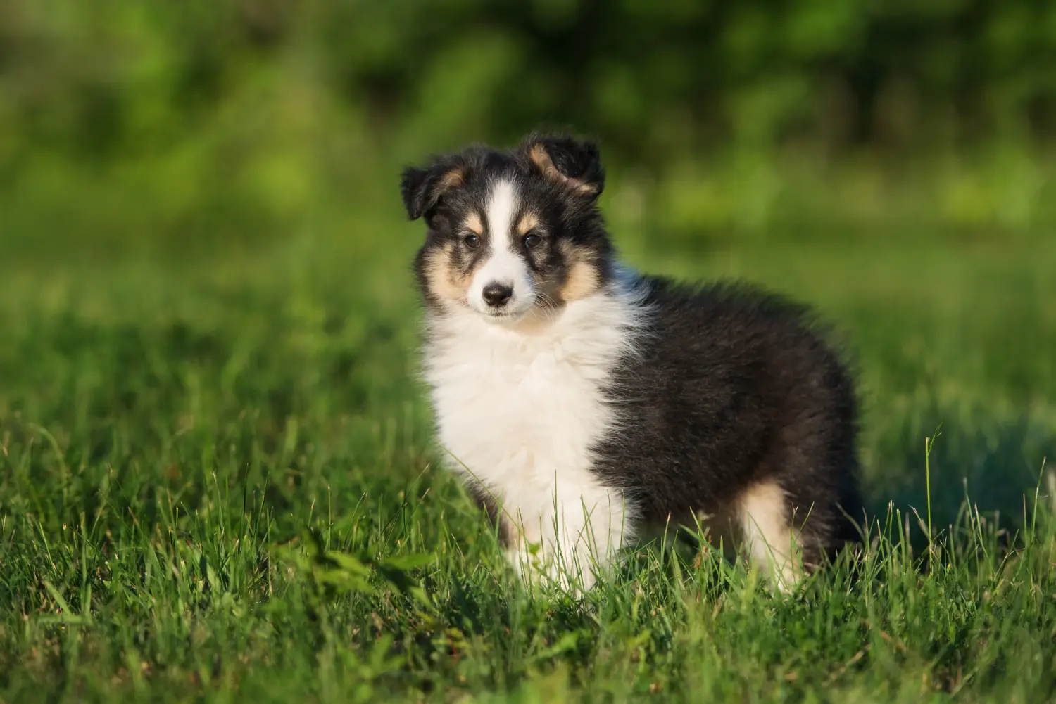 Egy sheltie kölyökkutya megvásárlása felelősségvállalást jelent! Sheltie kiskutyák vásárlása.