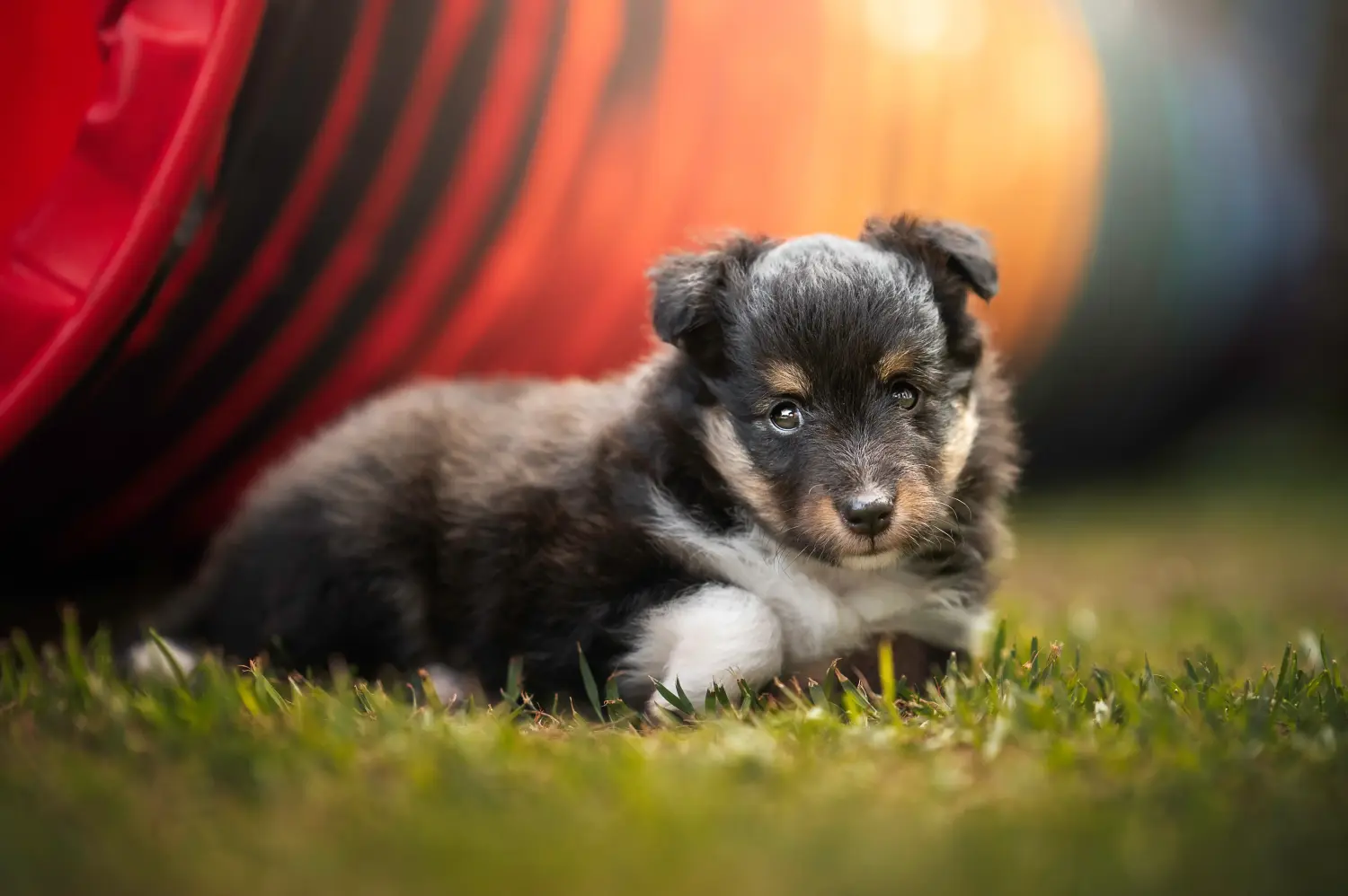 Egy sheltie kölyökkutya megvásárlása felelősségvállalást jelent! Sheltie kiskutyák vásárlása.
