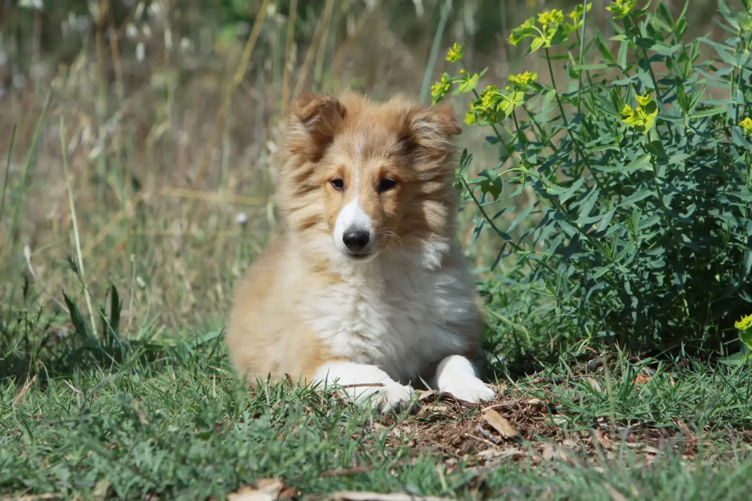 Egy sheltie kölyökkutya megvásárlása felelősségvállalást jelent! Sheltie kiskutyák vásárlása.