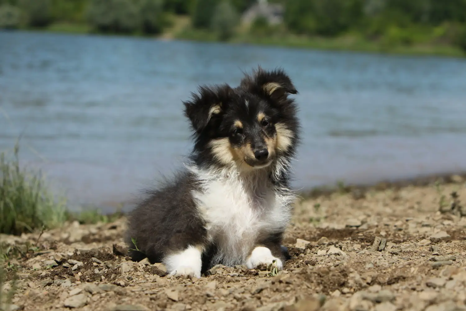 Egy sheltie kölyökkutya megvásárlása felelősségvállalást jelent! Sheltie kiskutyák vásárlása.