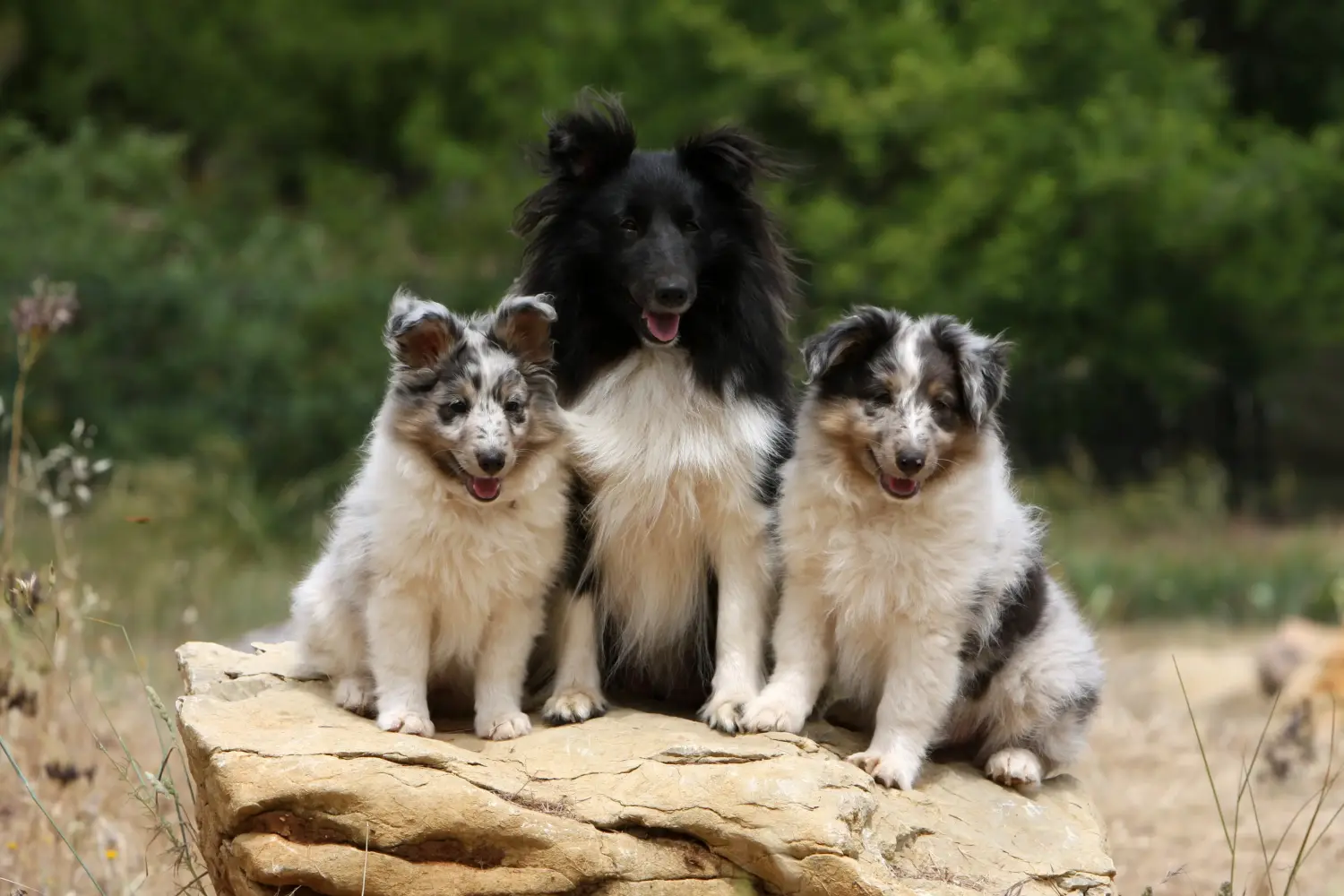 Egy sheltie kölyökkutya megvásárlása felelősségvállalást jelent! Sheltie kiskutyák vásárlása.
