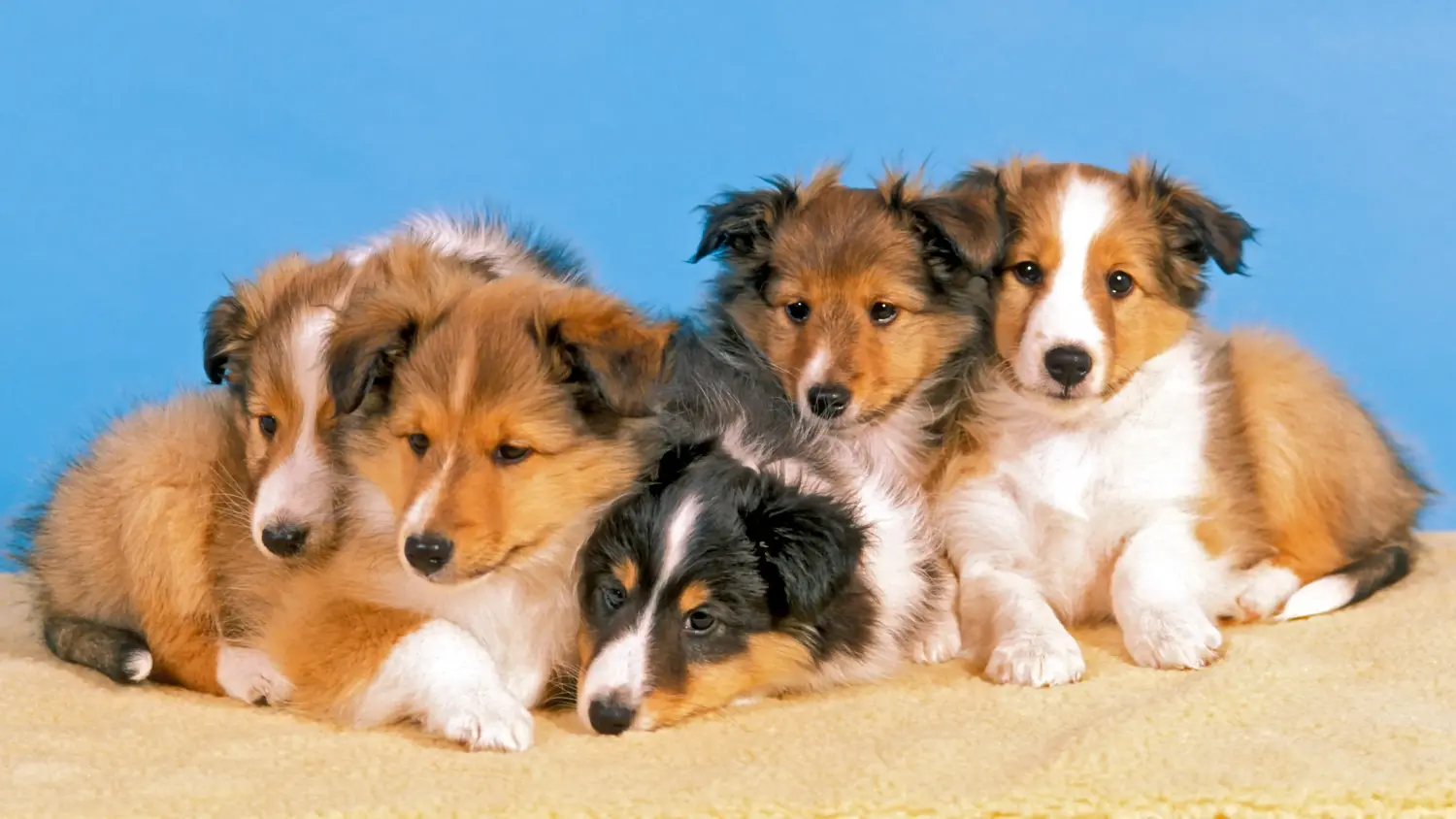 Egy sheltie kölyökkutya megvásárlása felelősségvállalást jelent! Sheltie kiskutyák vásárlása.