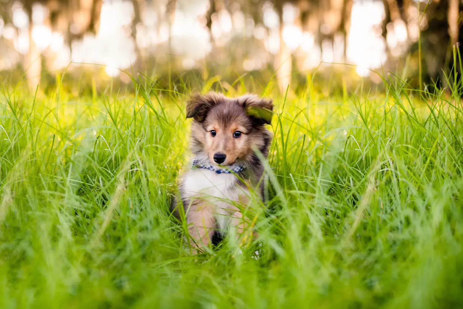Egy sheltie kölyökkutya megvásárlása felelősségvállalást jelent! Sheltie kiskutyák vásárlása.