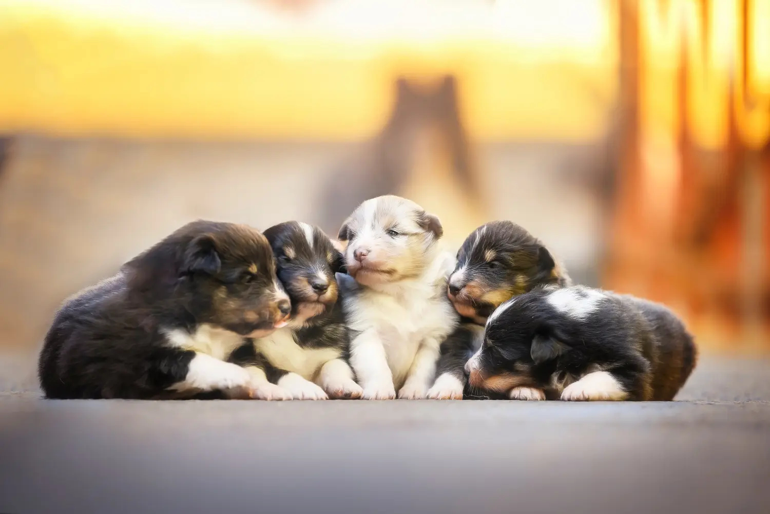 Egy sheltie kölyökkutya megvásárlása felelősségvállalást jelent! Sheltie kiskutyák vásárlása.