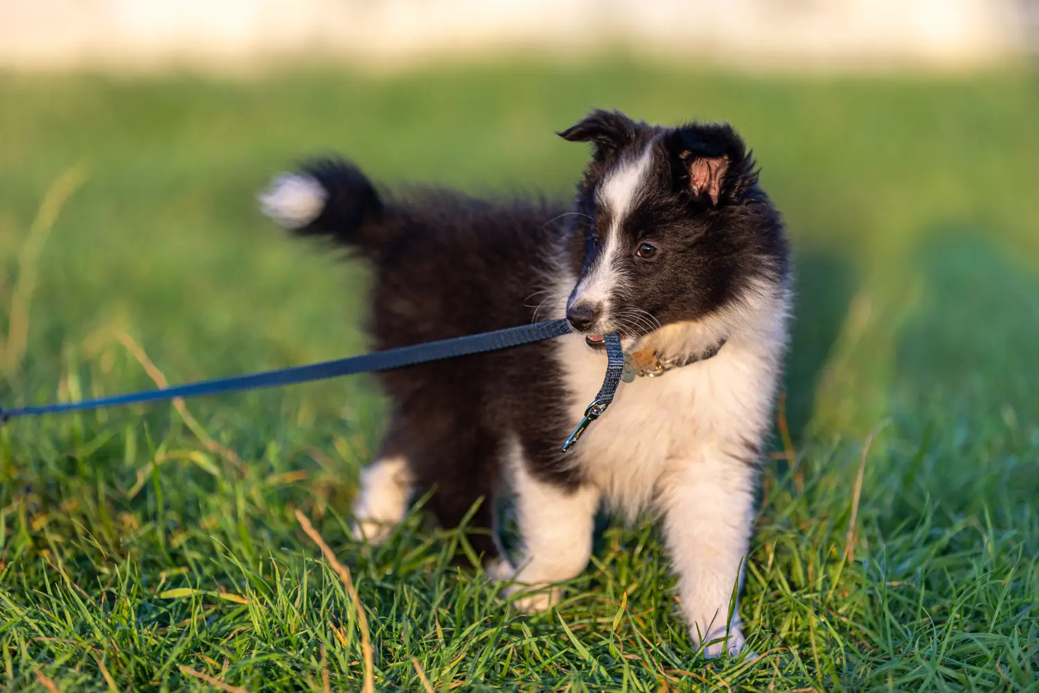 Egy sheltie kölyökkutya megvásárlása felelősségvállalást jelent! Sheltie kiskutyák vásárlása.