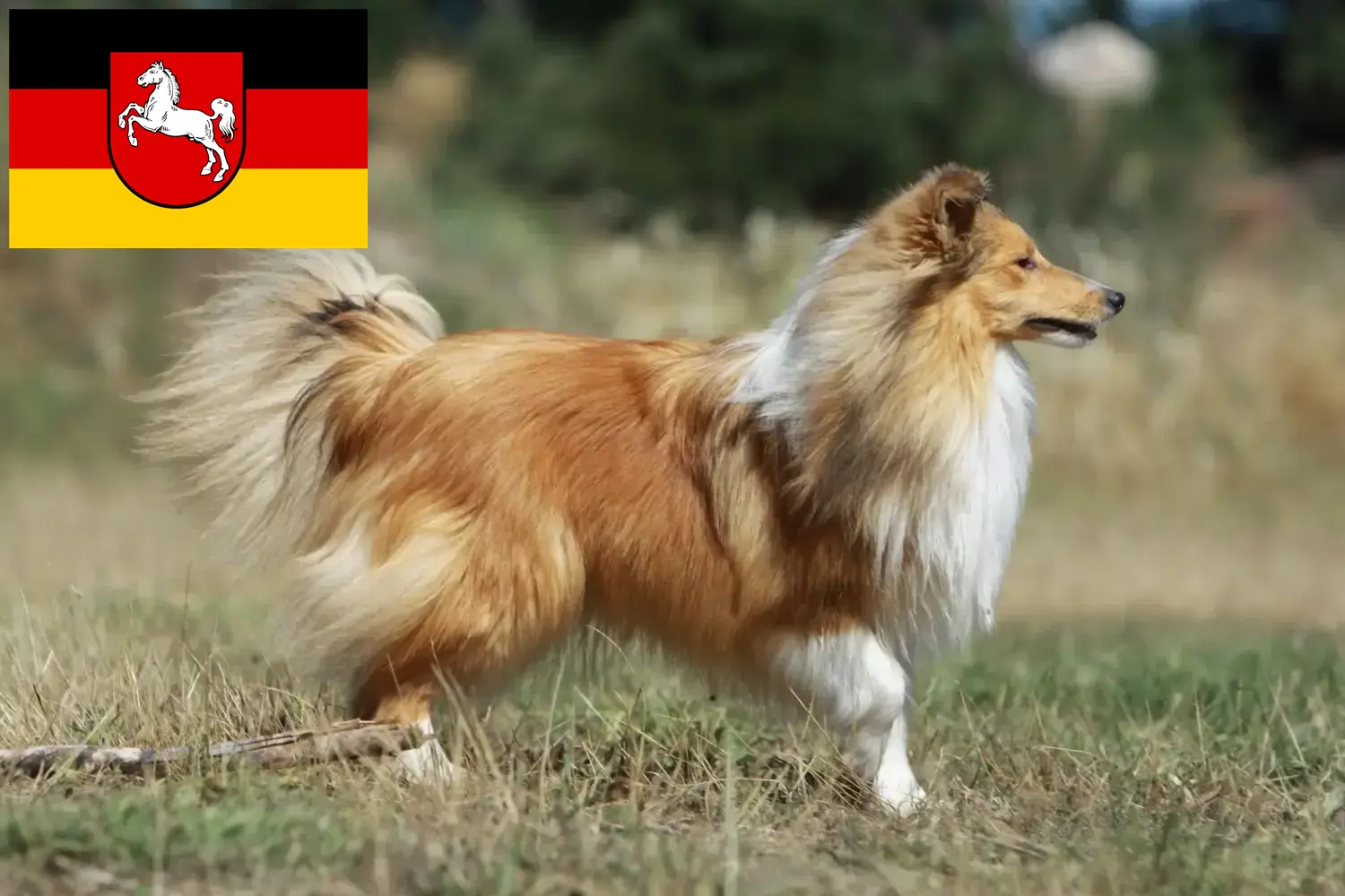 Sheltie kiskutyák és tenyésztők Alsó-Szászország Itt találhat Shelties tenyésztőket Alsó-Szászországban.