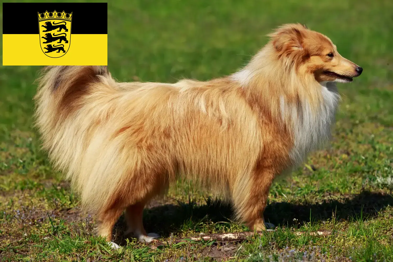 Sheltie kiskutyák és tenyésztők Baden-Württemberg Itt találhat shelties tenyésztőket Baden-Württembergben.