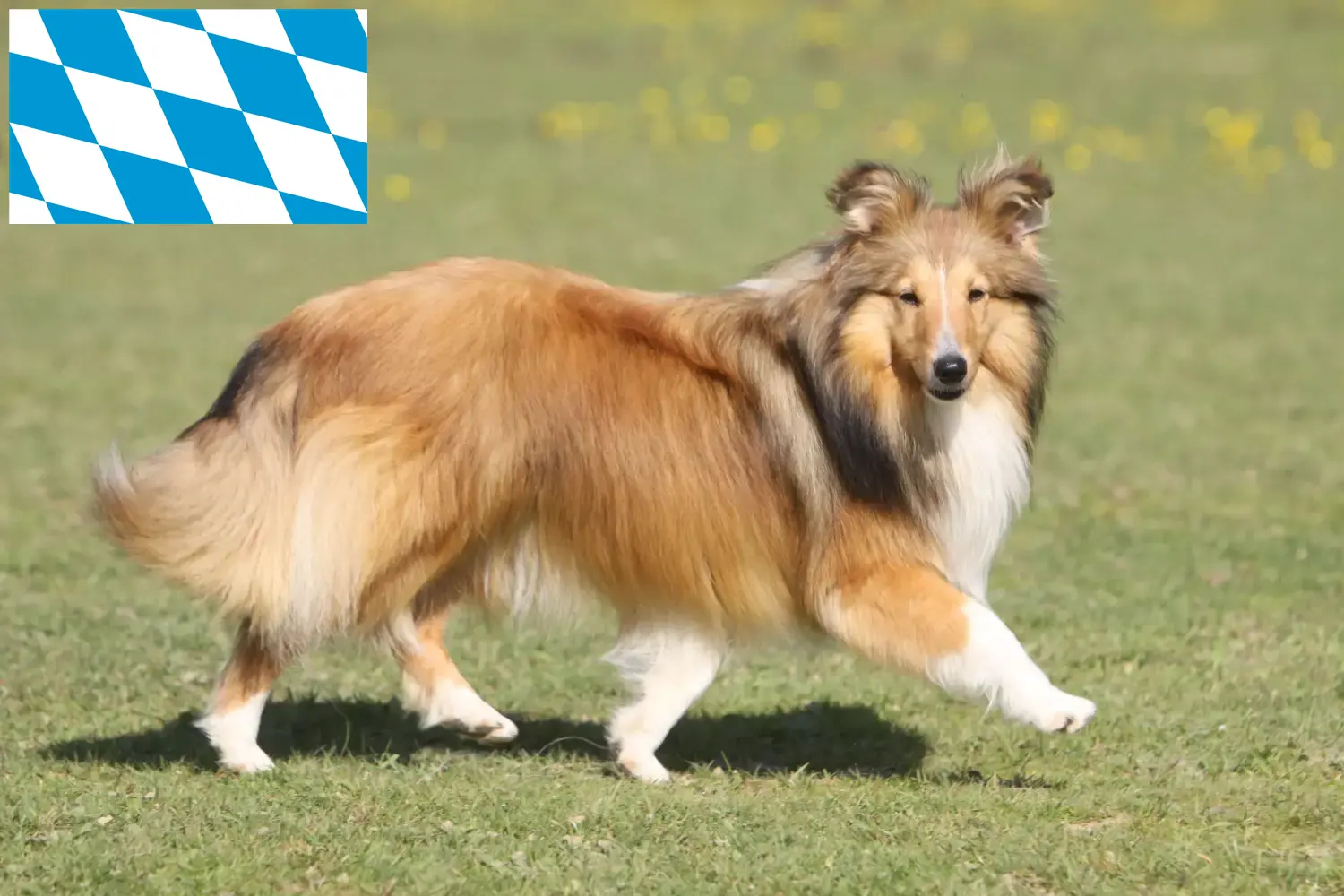Sheltie kiskutyák és tenyésztők Bajorország Itt találhat Shelties tenyésztőket Bajorországban.