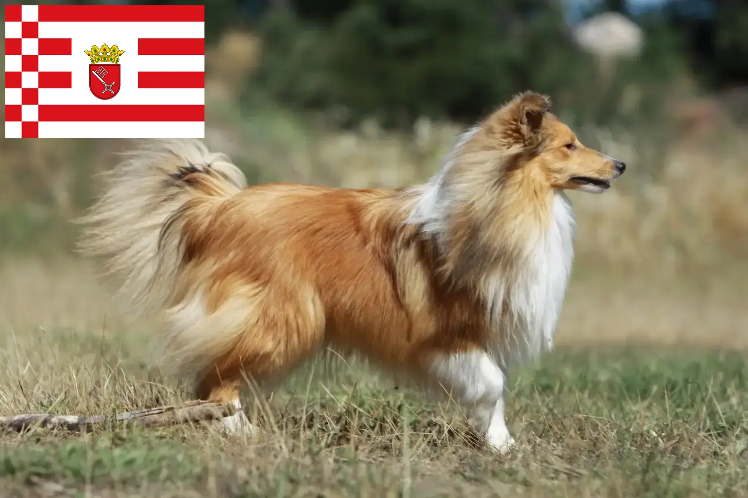 Sheltie kiskutyák és tenyésztők Bremen Itt találhatsz Shelties tenyésztőket Brémában.