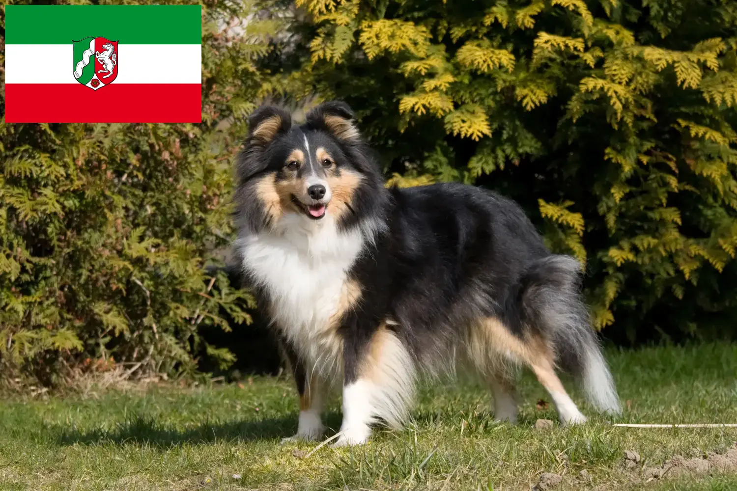 Sheltie kiskutyák és tenyésztők Észak-Rajna-Vesztfália Itt találhat Shelties tenyésztőket Észak-Rajna-Vesztfália területén.