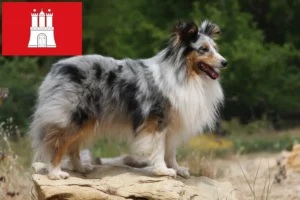 Read more about the article Sheltie tenyésztők és kölykök Hamburgban