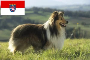 Read more about the article Sheltie tenyésztők és kiskutyák Hessenben