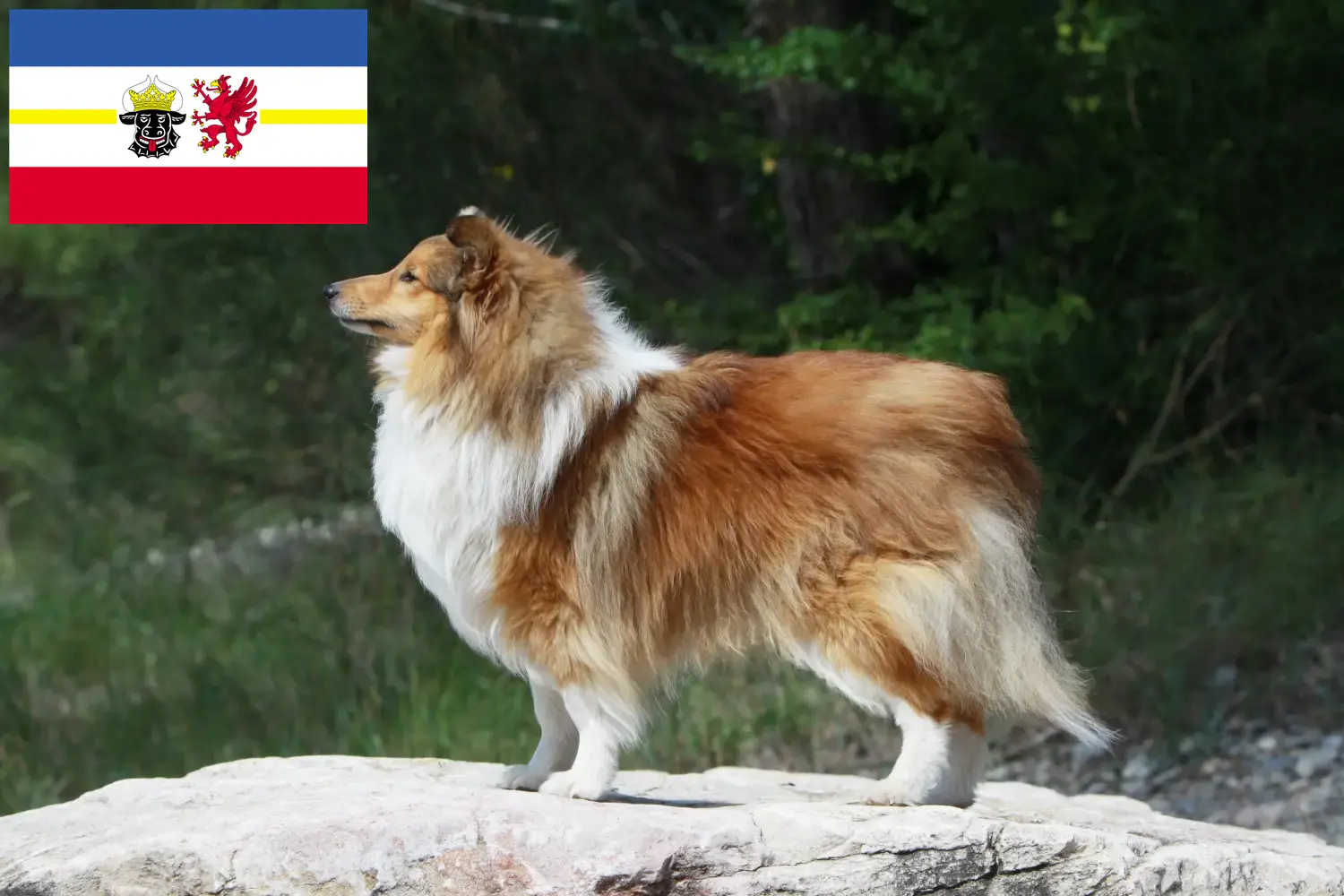Sheltie kiskutyák és tenyésztők Mecklenburg-Elő-Pomeránia Itt találhat Shelties tenyésztőket Mecklenburg-Elő-Pomeránia területén.